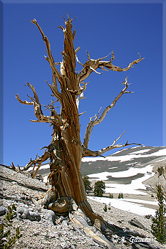 Knorriger Bristlecone Pine